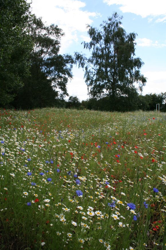 Village flowers